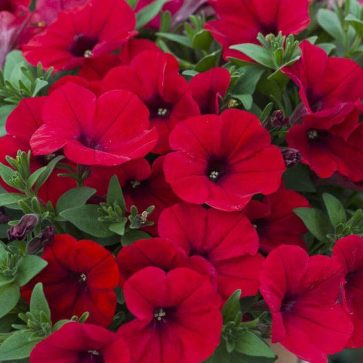 Петуния Alpetunia Red Velvet - Petunia Alpetunia Red Velvet