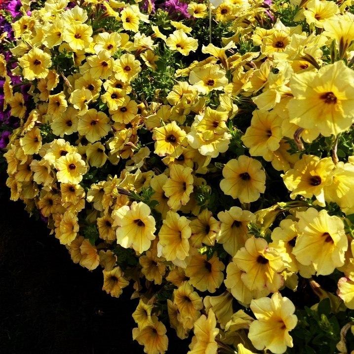 Петуния Alpetunia Yellow Dark Center - Petunia Alpetunia Yellow Dark Center