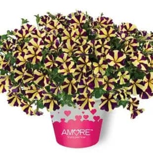 Петуния AMORE Heart & Soul - Petunia AMORE Heart & Soul