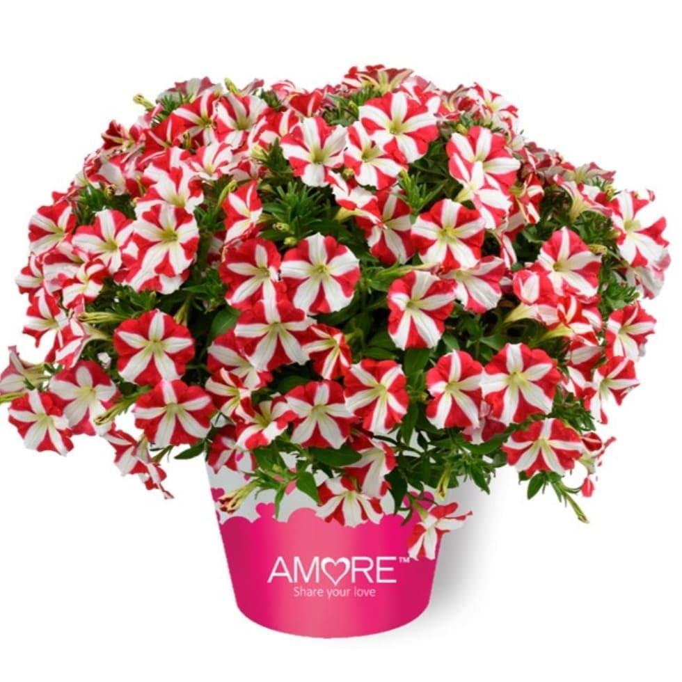 Петуния AMORE King of Hearts - Petunia AMORE King of Hearts