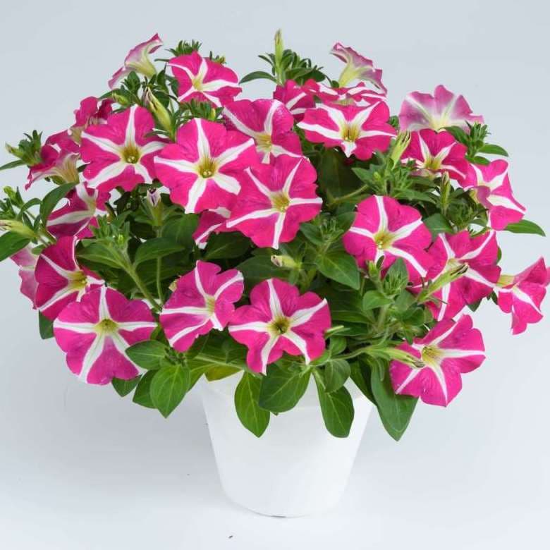 Петуния AMORE Pink Hearts - Petunia AMORE Pink Hearts