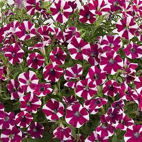 Петуния гибридная каскадная пурпурно-белая - Petunia Cascadias Bicolor Cabernet