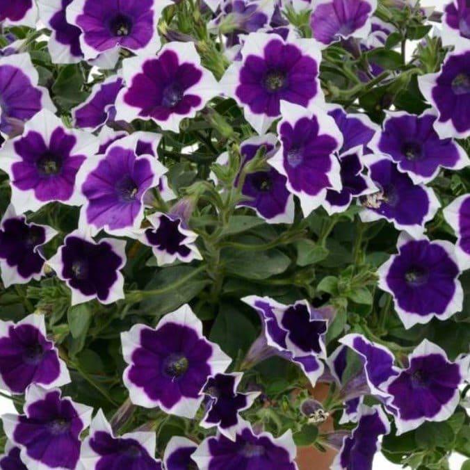 Петуния гибридная каскадная фиолетовая с окантовкой - Petunia Cascadias Rim Violet