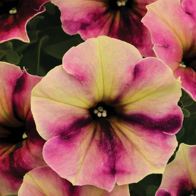 Петуния CRAZYTUNIA Blackberry Cheesecake - Petunia CRAZYTUNIA Blackberry Cheesecake