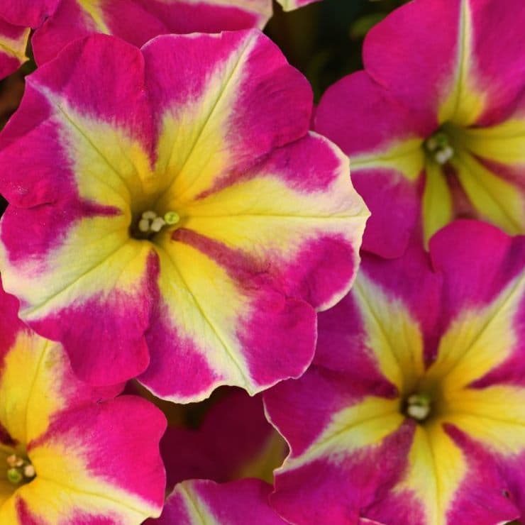 Петуния CRAZYTUNIA Pink Flamingo - Petunia CRAZYTUNIA Pink Flamingo