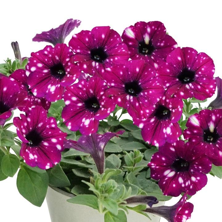 Петуния Electric Purple Sky - Petunia Electric Purple Sky