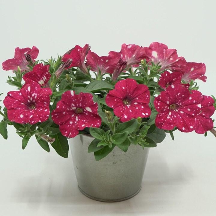 Петуния Famous Cherry Sky - Petunia Famous Cherry Sky