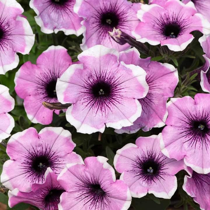 Петуния Famous Lavender Blush - Petunia Famous Lavender Blush