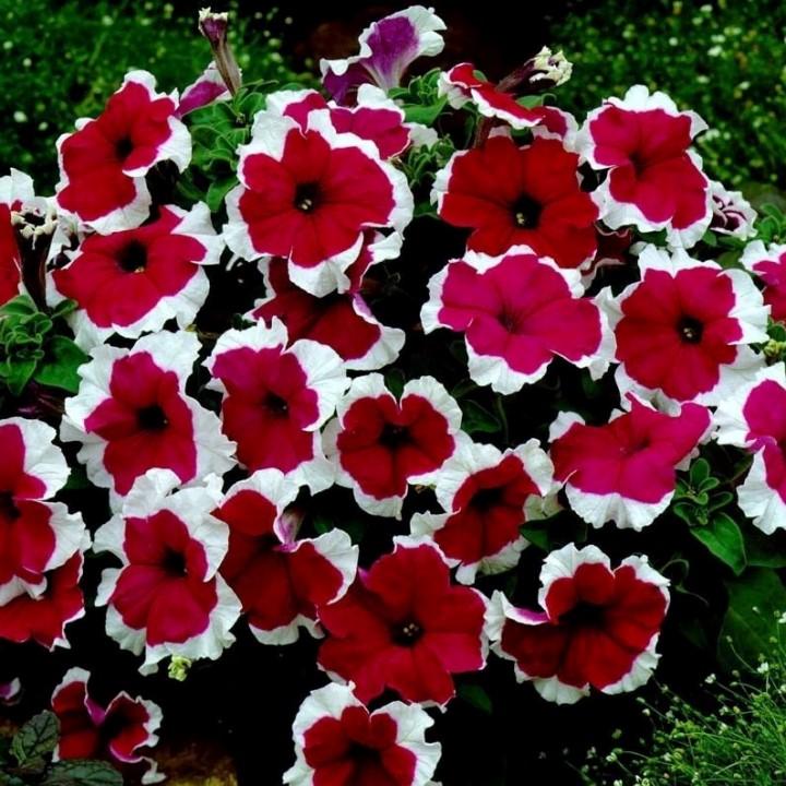 Петуния Famous Red Picotee - Petunia Famous Red Picotee