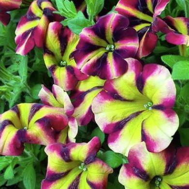 Петуния Fortado Burgundy Vanilla - Petunia Fortado Burgundy Vanilla