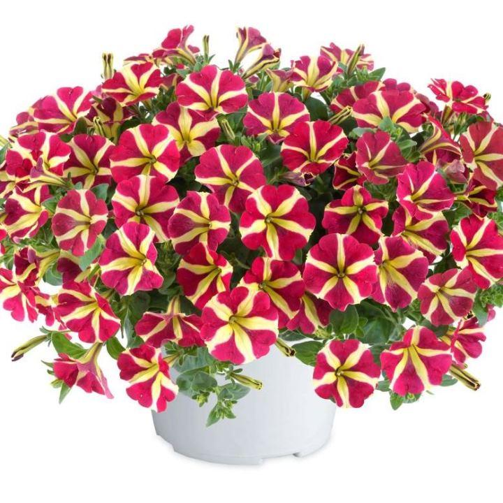 Петуния Fortado Queen Of Hearts - Petunia Fortado Queen Of Hearts