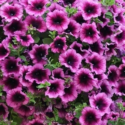 Петуния Fortado Velvet Heart - Petunia Fortado Velvet Heart
