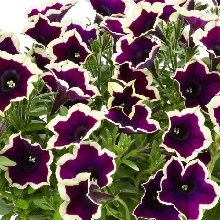 Петуния Fortado Velvet Picotee - Petunia Fortado Velvet Picotee