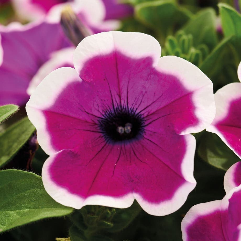 Петуния Fortado Violet Bicolor - Petunia Fortado Violet Bicolor
