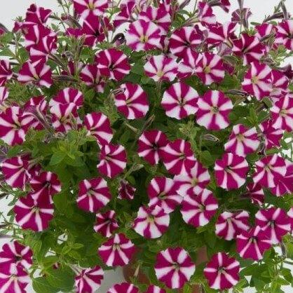 Литлтуния (петуния гибридная) карминово-белая - Petunia Littletunia Bicolor Illusion