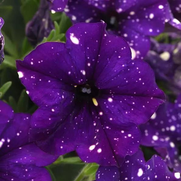 Светуния Midnight Sky - Petunia Midnight Sky