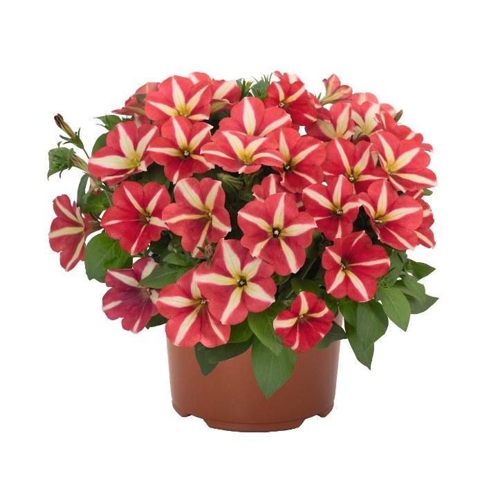 Петуния Peppy Yellow Red - Petunia Peppy Yellow Red