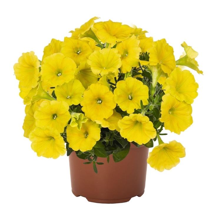 Петуния Potunia Canary Yellow - Petunia Potunia Canary Yellow