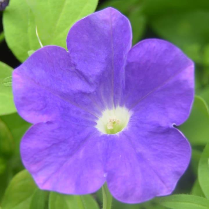 Потуния (петуния гибридная) синяя с белой серединкой - Petunia Potunia Classic Blue