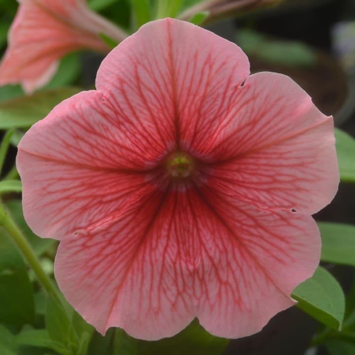 Потуния (петуния гибридная) коралловая с прожилками - Petunia Potunia Coral