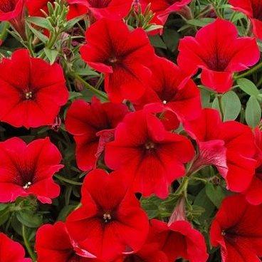 Потуния (петуния гибридная) красная - Petunia Potunia Dark Red