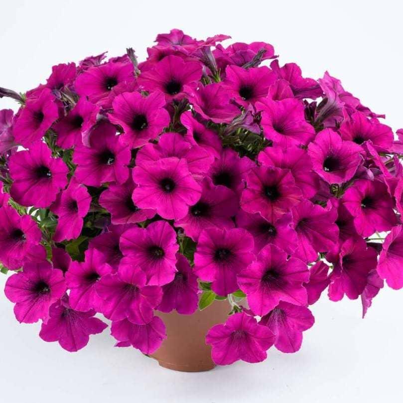 Петуния Рэй амарантовая - Petunia Ray Fuchsia