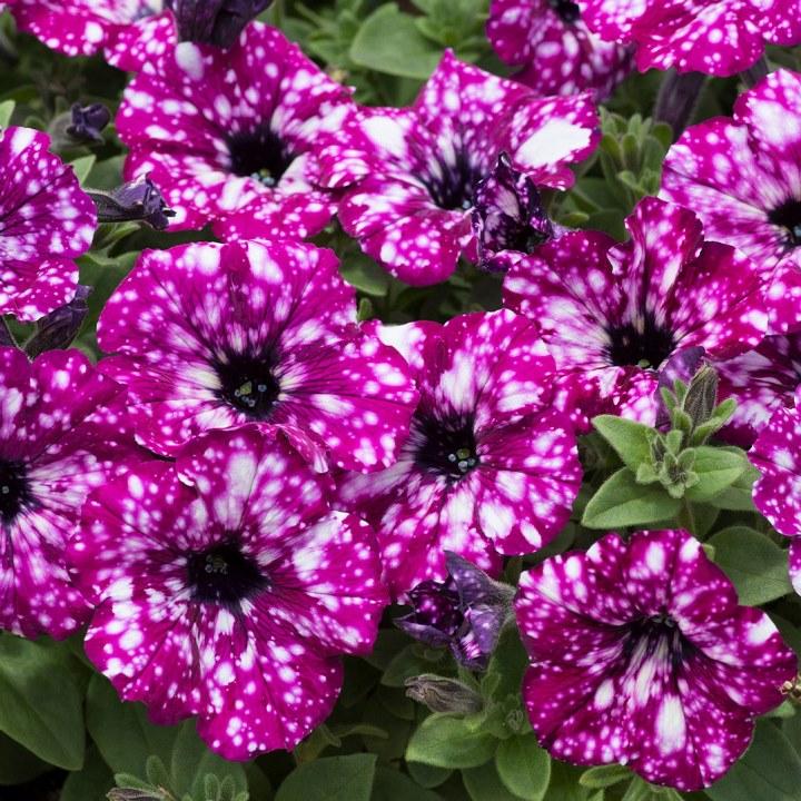 Петуния Royal Sky - Petunia Royal Sky