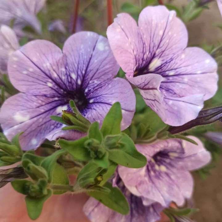 Петуния Specials Lavender Sky - Petunia Specials Lavender Sky