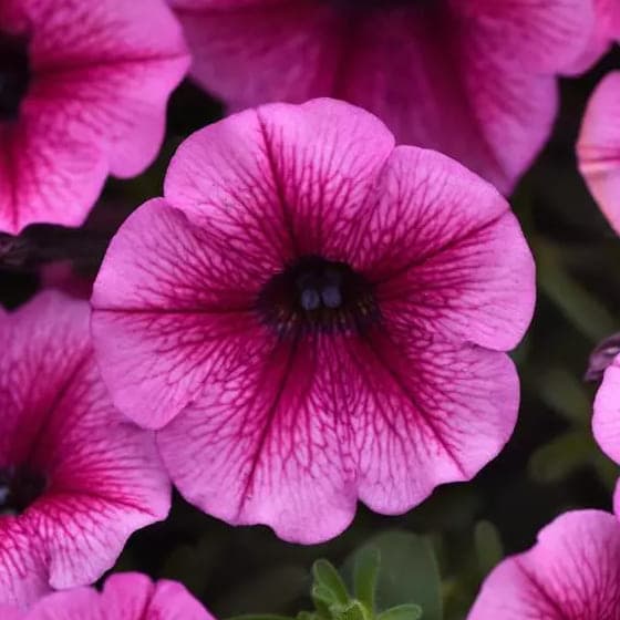 Петуния Spice Pearls Magenta Dark Eye - Petunia Spice Pearls Magenta Dark Eye