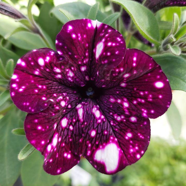 Петуния Startunia Magenta - Petunia Startunia Magenta