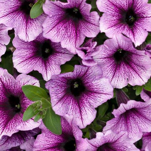 Петуния Супертуния сливово-розовая с фиолетовыми прожилками - Petunia Supertunia Bordeaux