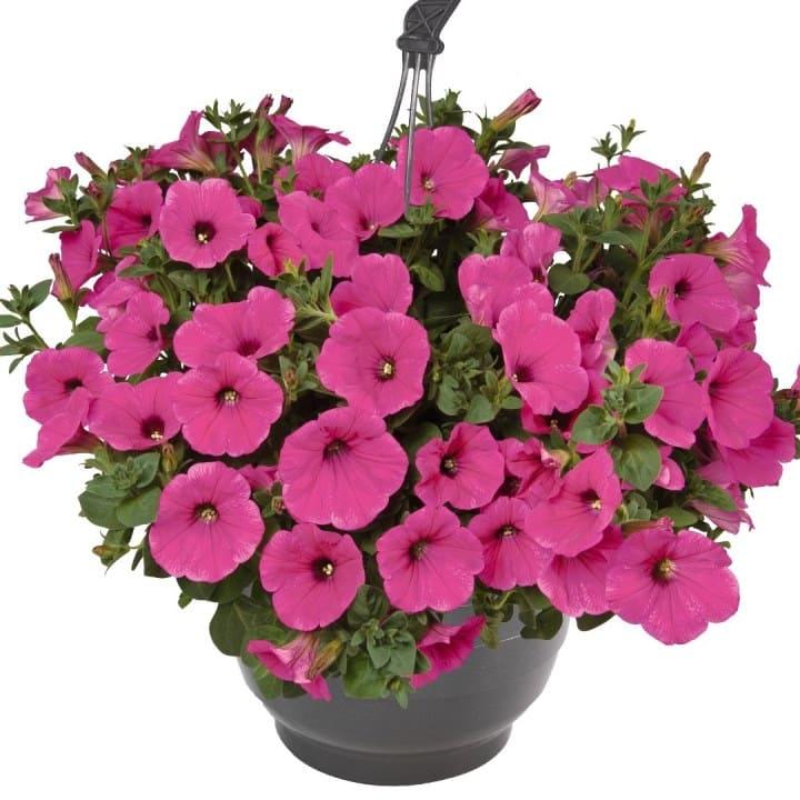 Петуния гибридная Сюрприз розовая - Petunia Surprise Hot Pink