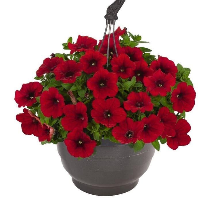 Петуния гибридная Сюрприз красная - Petunia Surprise Red