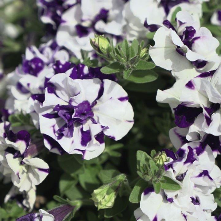 Петуния Sweetsunshine Blue Sky - Petunia Sweetsunshine Blue Sky