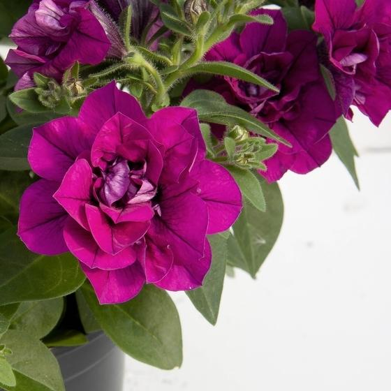 Петуния Sweetsunshine Magenta - Petunia Sweetsunshine Magenta
