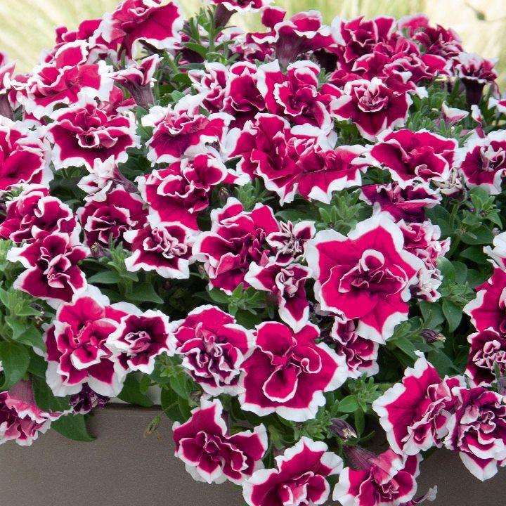Петуния Sweetsunshine Magenta Picotee - Petunia Sweetsunshine Magenta Picotee
