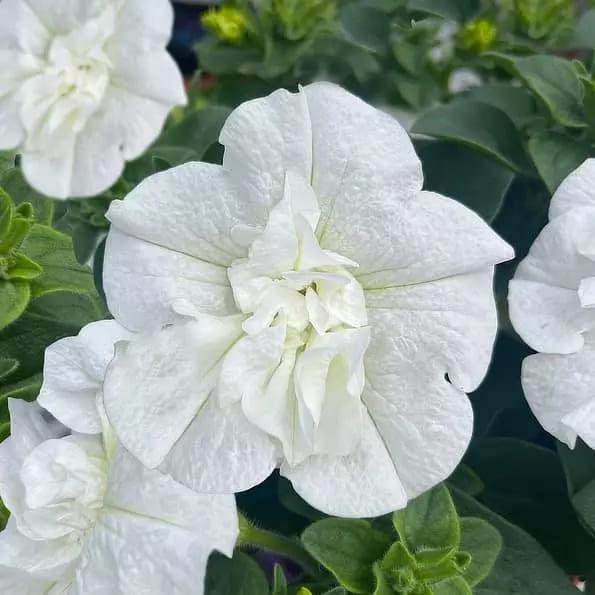 Петуния Sweetsunshine Pure White - Petunia Sweetsunshine Pure White