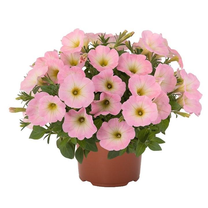 Светуния Baby Pink - Petunia Sweetunia Baby Pink