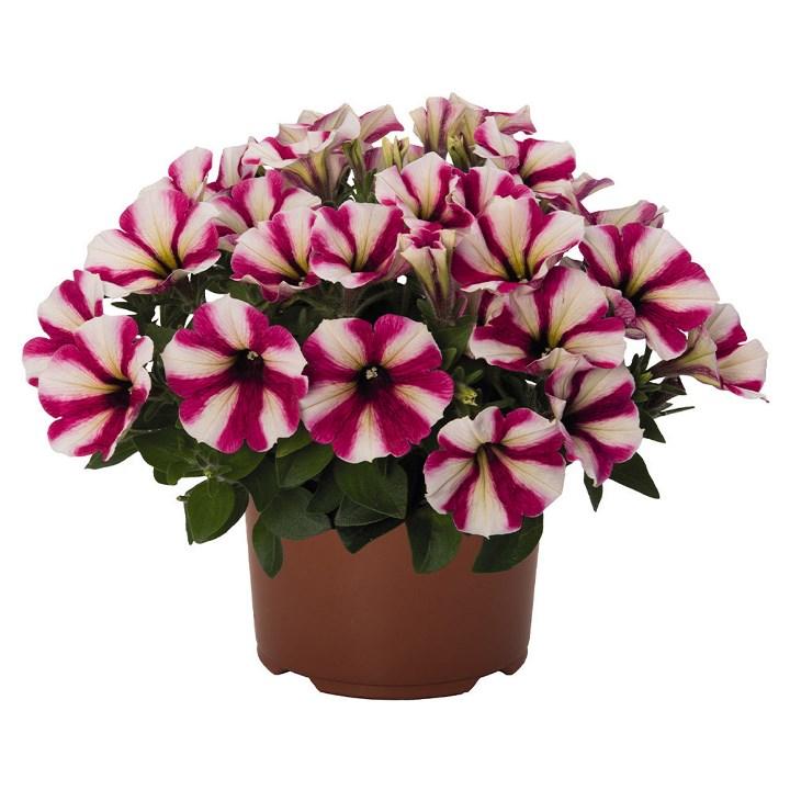 Светуния Hot Pink Touch - Petunia Sweetunia Hot Pink Touch
