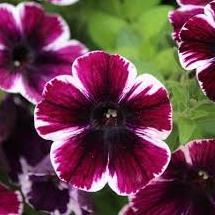 Светуния (петуния гибридная) темно-пурпурная с белым ободком - Petunia Sweetunia Miss Marvelous