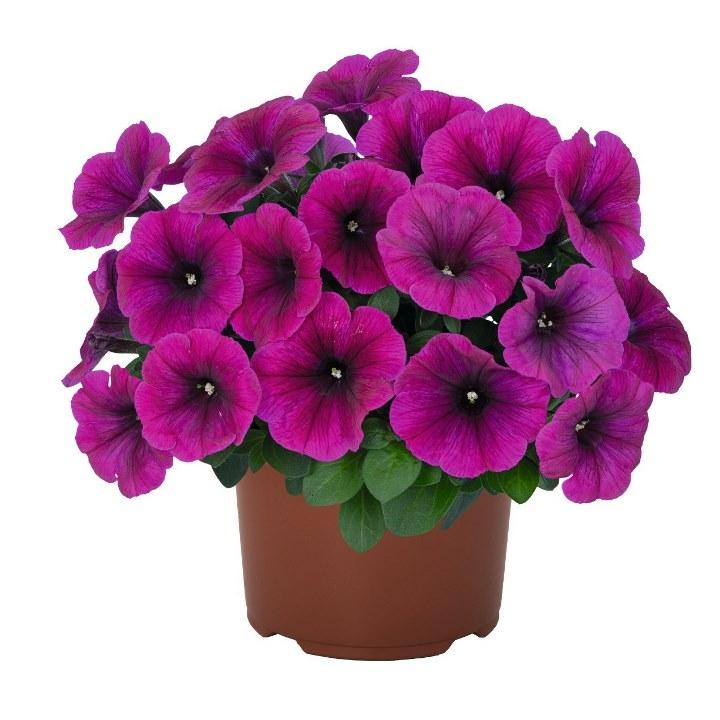 Светуния Neon - Petunia Sweetunia Neon