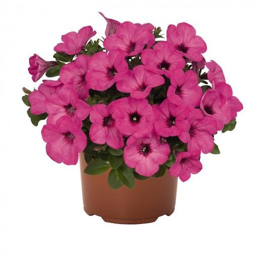 Светуния Pinkalicious - Petunia Sweetunia Pinkalicious