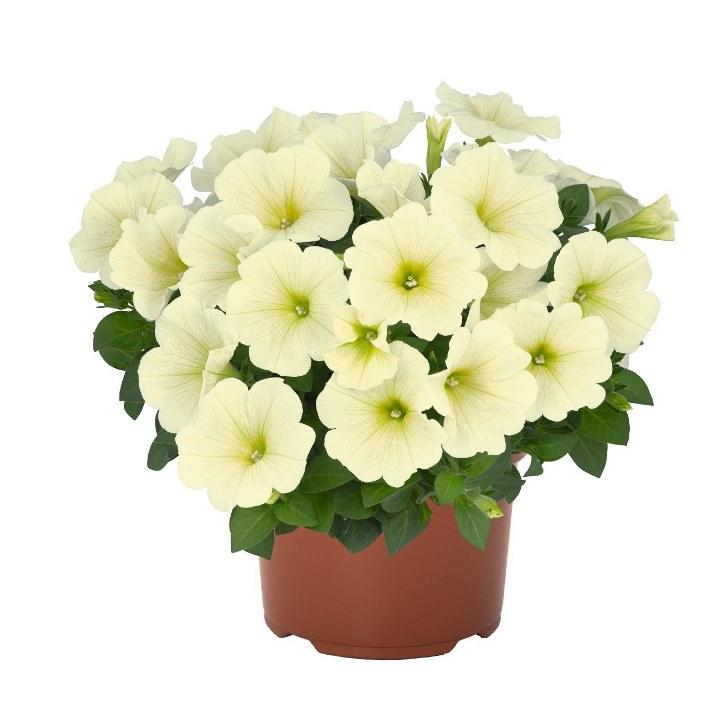 Светуния Popcorn - Petunia Sweetunia Popcorn