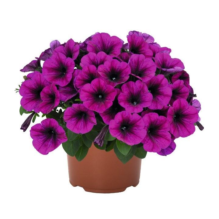Светуния Purple - Petunia Sweetunia Purple
