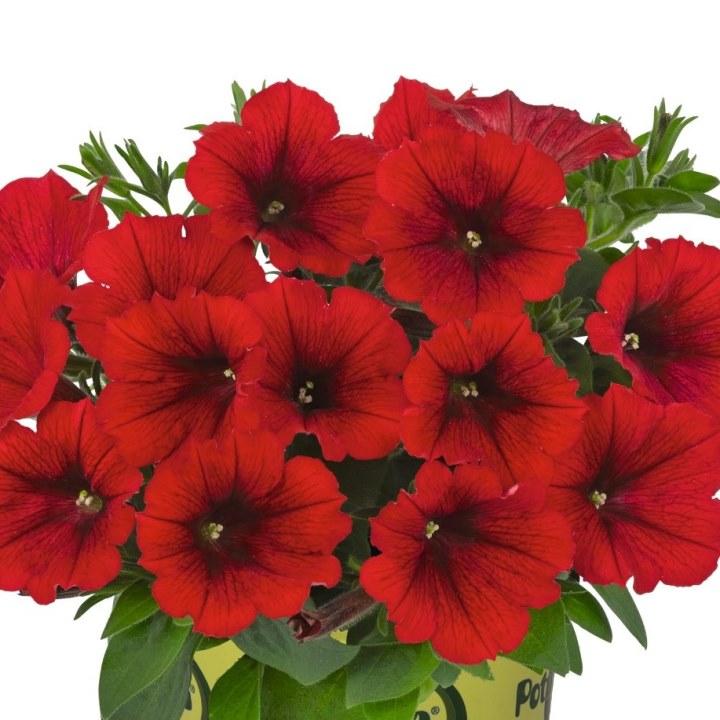 Светуния Red - Petunia Sweetunia Red