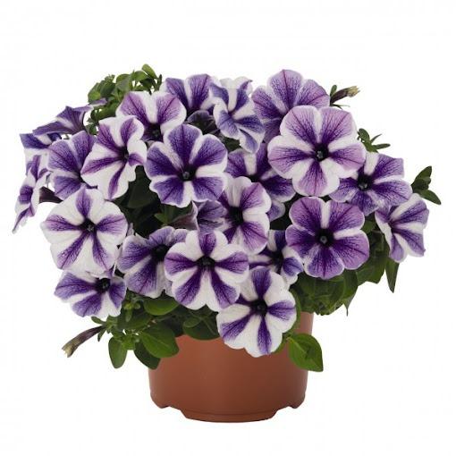 Светуния Starfish - Petunia Sweetunia Starfish