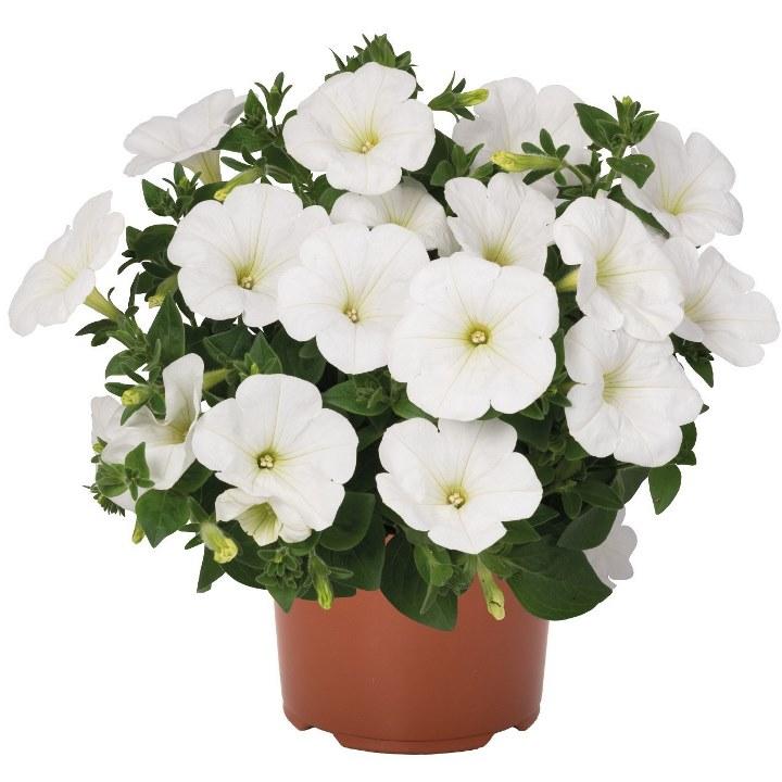 Светуния White - Petunia Sweetunia White