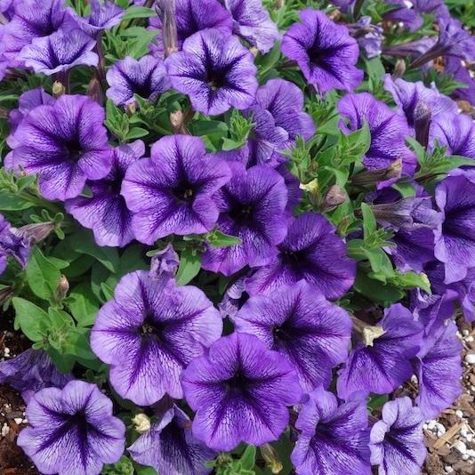 Петуния Tea Indigo Vein - Petunia Tea Indigo Vein