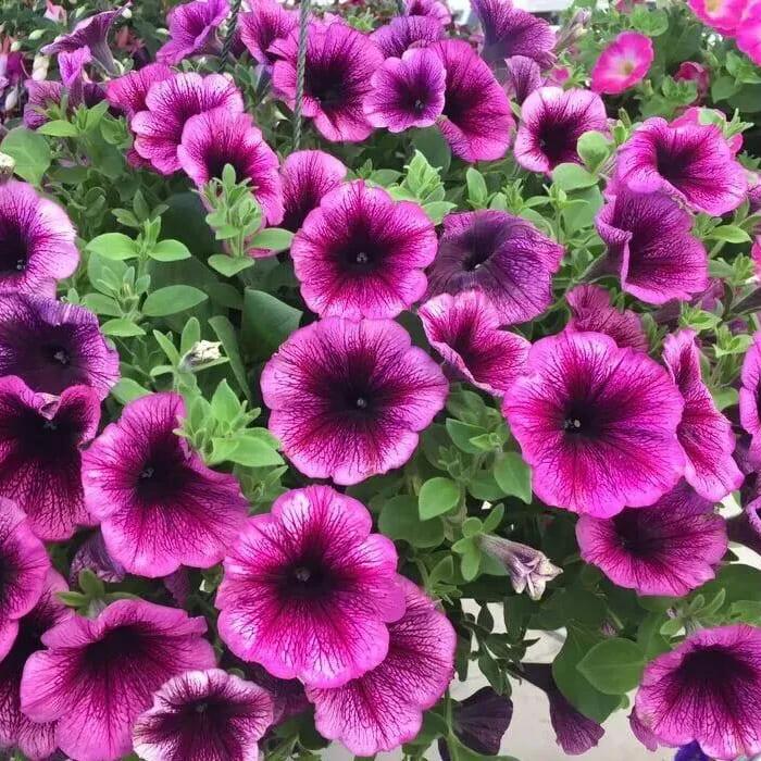 Петуния Tea Magenta Vein - Petunia Tea Magenta Vein