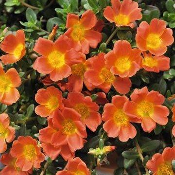 Портулак оранжевый - Portulaca Cupcake Carrot